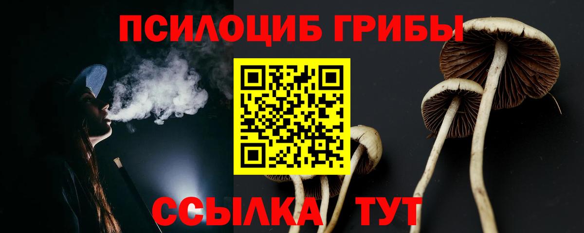 Псилоцибиновые грибы Psilocybe Гулькевичи